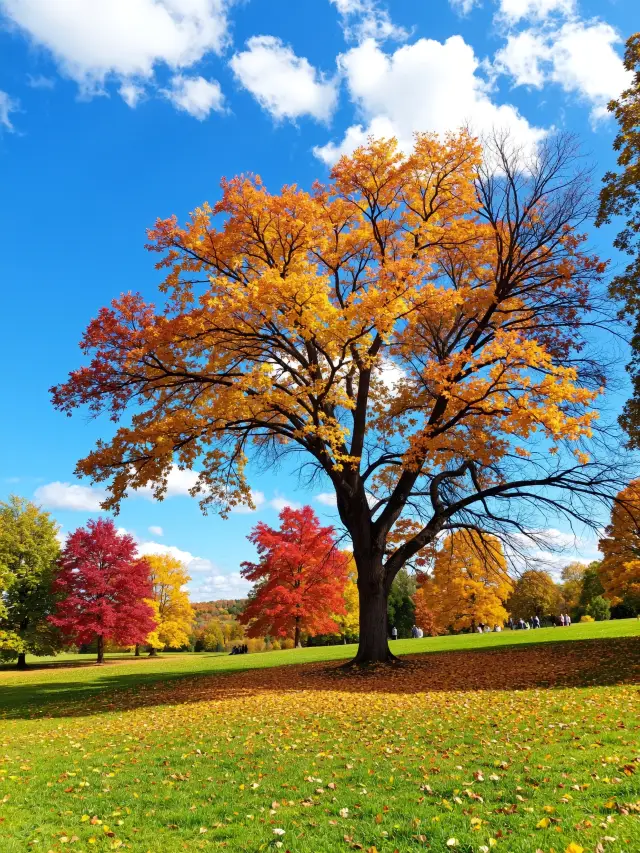 Stunning! Suizhou Dahongshan Ginkgo Avenue is like a painting, stepping into a fairy tale world of autumn