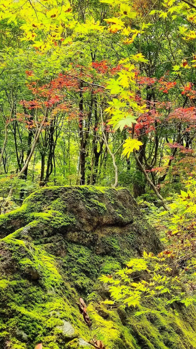 本溪老邊溝｜一腳踏進漫山紅透的童話世界