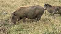 Exceptional Safari Adventure