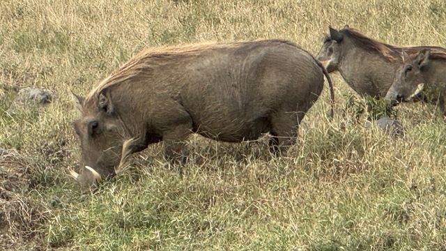 Exceptional Safari Adventure