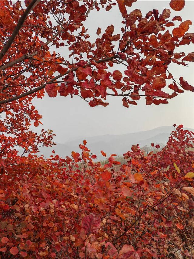 紅山翠谷賞楓全攻略