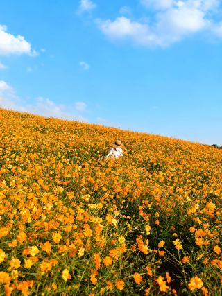 난징 주변 1시간｜작지만 멋진 꽃바다 발견