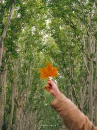 南京3日賞秋攻略看這一篇就夠了