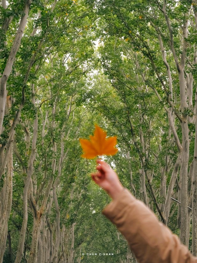 南京3日賞秋攻略看這一篇就夠了