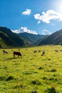秦嶺秘境｜留壩秋色盛宴來襲！千年銀杏驚艷打卡