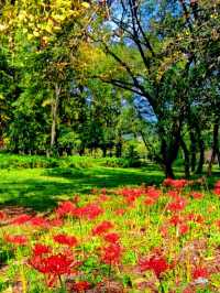 紹興秋日限定：20min高鐵直達，銀杏古寺醉江南