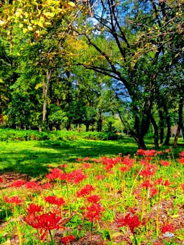 紹興秋日限定：20min高鐵直達，銀杏古寺醉江南