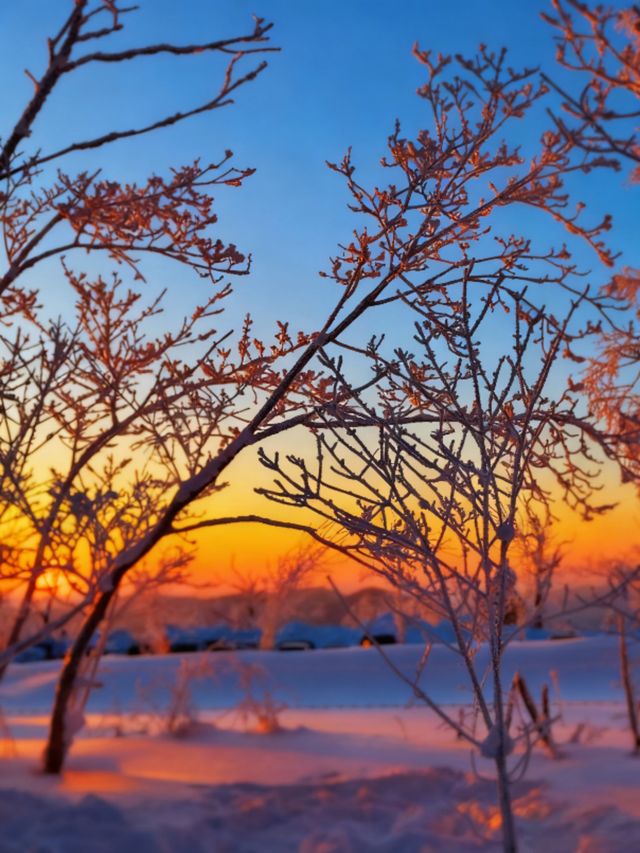 冬日霧淞奇遇記