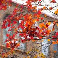 🇯🇵 삿포로에서 만난 기적의 5일: 가을과 겨울이 동시에 🤯