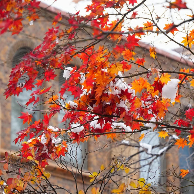 🇯🇵 삿포로에서 만난 기적의 5일: 가을과 겨울이 동시에 🤯