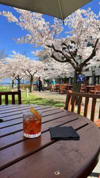 櫻花盛開的皇后鎮