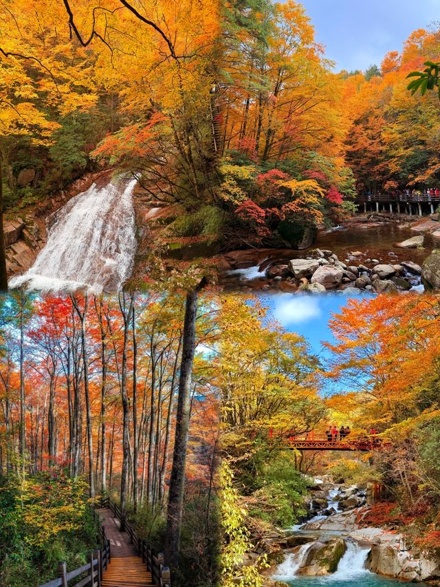 11-12月別再擠光霧山啦！這晚秋絕色我偷偷藏不住了