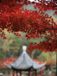 美爆！總要看一次棲霞山的紅葉吧！