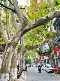 漢台街的，秋意梧桐眼