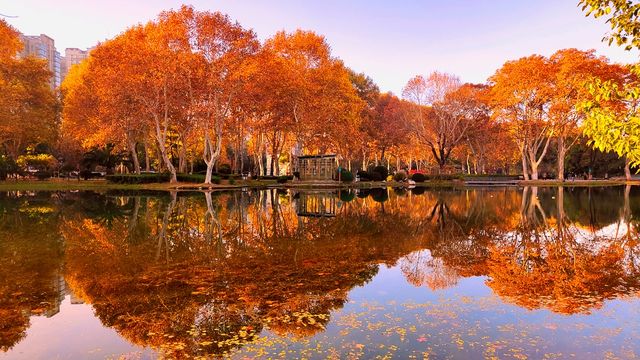 斑斕調色盤,律動生活詩--武漢解放公園秋色 斑斕調色盤,律動生活詩--武漢解放公園秋色