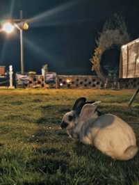 金色銀杏古道上