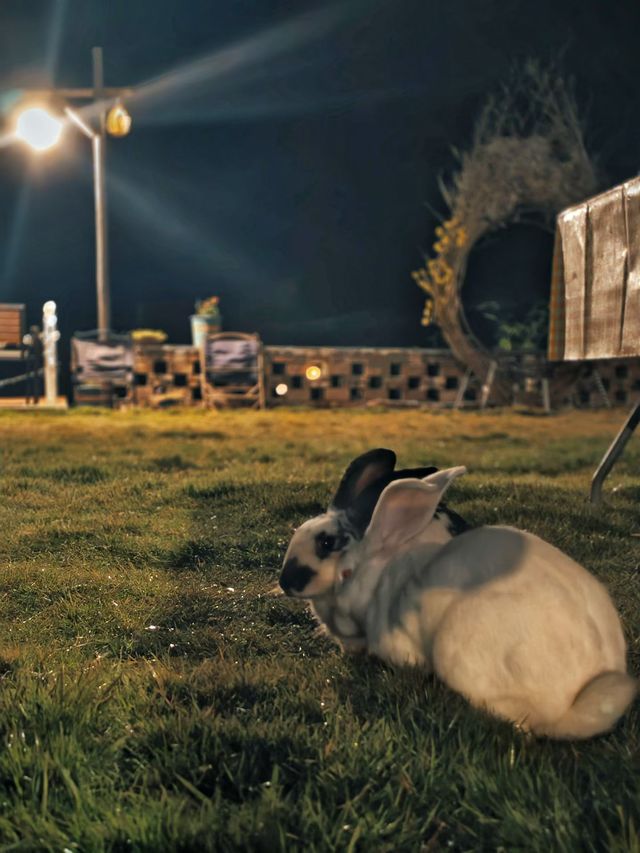 金色銀杏古道上 金色銀杏古道上