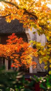 全屏封神 | 理想的秋天,就該這樣熱烈