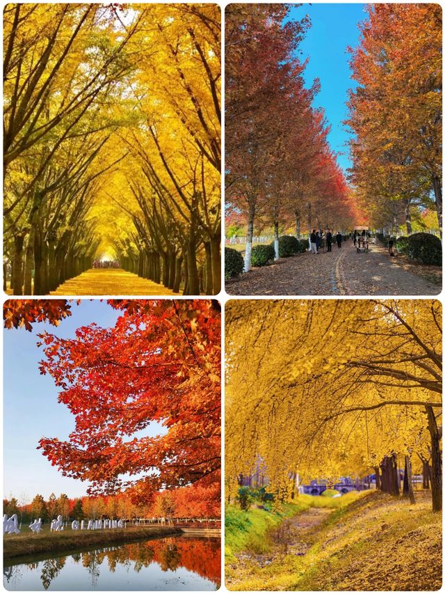 我終於理解了,為什麼這裡被稱為「中國第一銀杏村」 我終於理解了,為什麼這裡被稱為「中國第一銀杏村」