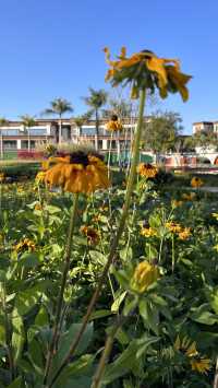 梅子湖花箋｜冬日限定的溫柔詩篇