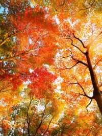 錯過無錫的秋 ，該有多遺憾吖