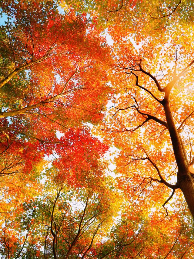 錯過無錫的秋 ，該有多遺憾吖