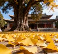 建水文廟秋遊記 | 錯過十月,別再錯過十一月的儒家聖地!