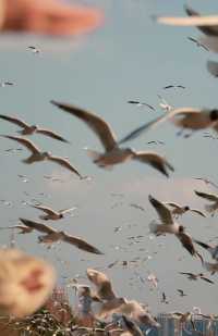 昆明冬日限定浪漫海洪濕地的鷗語時光