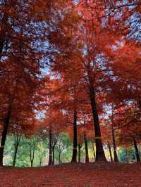 上海的秋天｜藏在康橋的「大興安嶺」小眾秘境！