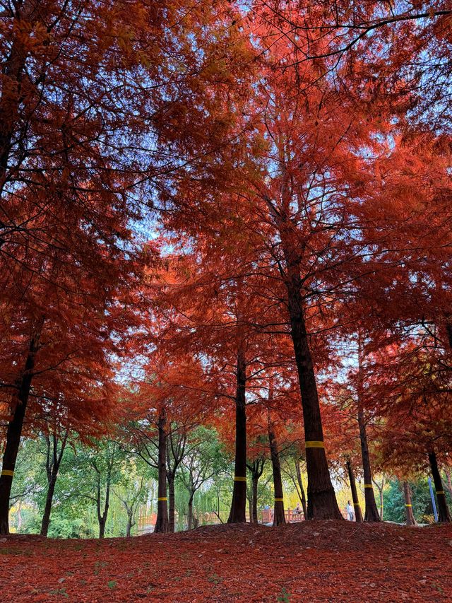 上海的秋天｜藏在康橋的「大興安嶺」小眾秘境！