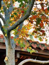 泉州西湖公園|秋日限定版桃花島太絕美了