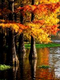 水上森林秋色秘境