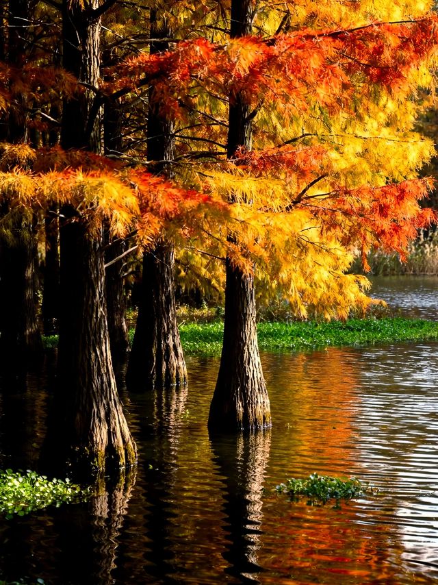 水上森林秋色秘境