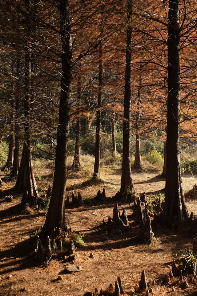 上海青西郊野公園：水上森林的秋日私語