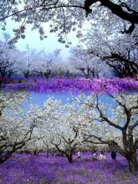 美炸了江蘇隱藏版頂流花海被我找到了