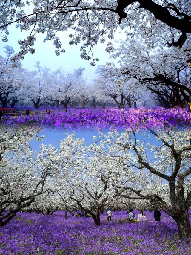 美炸了江蘇隱藏版頂流花海被我找到了