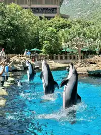 珠海!!!長隆海洋王國攻略吃喝一條龍~