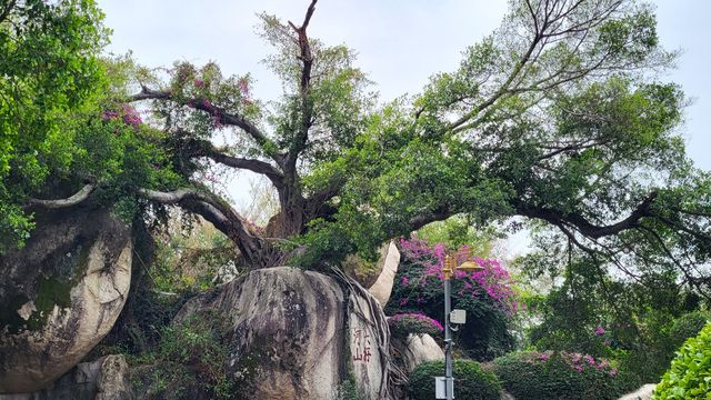 廈門南普陀寺 廈門南普陀寺