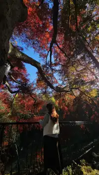 莫干山紅葉進度