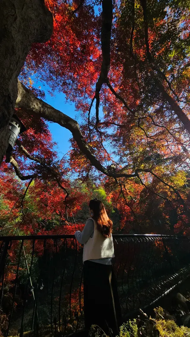 莫干山紅葉進度