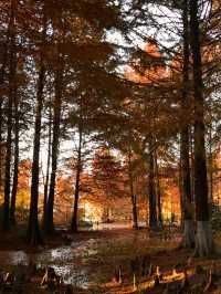 鎮江金山湖水杉林全攻略邂逅初冬童話秘境