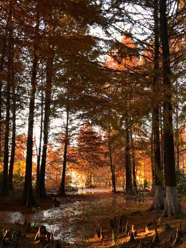 鎮江金山湖水杉林全攻略邂逅初冬童話秘境 鎮江金山湖水杉林全攻略邂逅初冬童話秘境