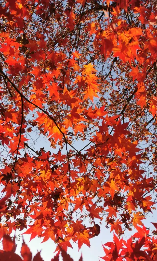 Live全屏打開最美楓葉神樹錯過等明年 Live全屏打開最美楓葉神樹錯過等明年