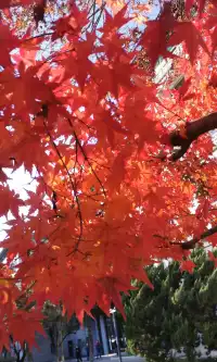 Live全屏打開最美楓葉神樹錯過等明年