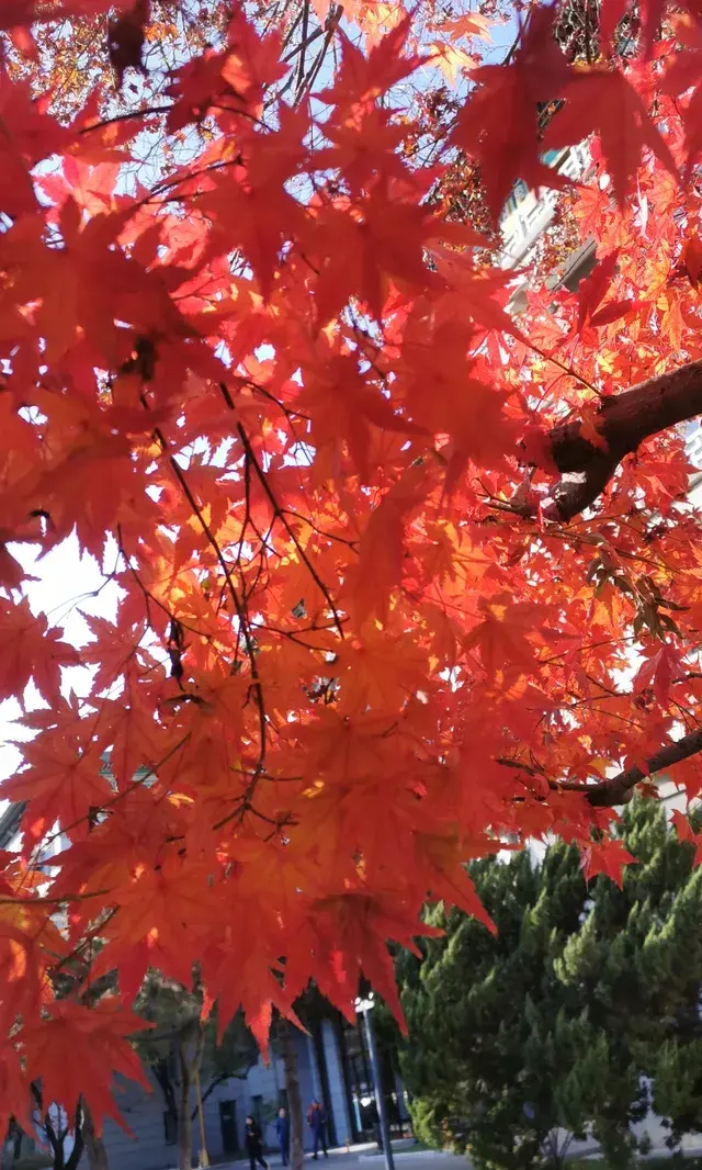 Live全屏打開最美楓葉神樹錯過等明年 Live全屏打開最美楓葉神樹錯過等明年