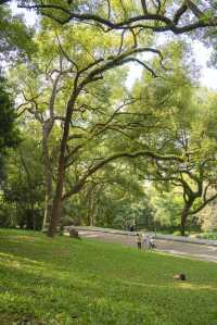 南寧綠野仙蹤的浪漫,來感受這裡的清新綠