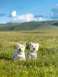 油畫般的「宗塔七色草原」是戶外人遛狗樂園