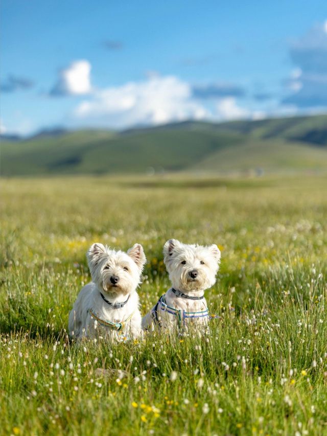 油畫般的「宗塔七色草原」是戶外人遛狗樂園 油畫般的「宗塔七色草原」是戶外人遛狗樂園