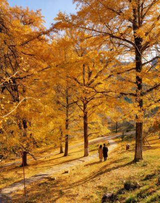 Tongzi'ao Golden Leaf Viewing Season｜The Ginkgo Kingdom So Beautiful It Leaves You Speechless