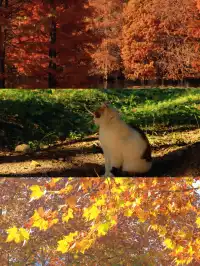 南京限定趕在銀杏掉光之前去看看